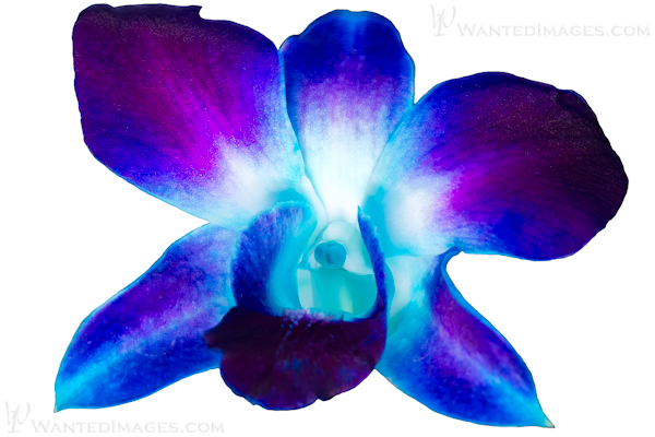 Blue Dendrobium Orchid