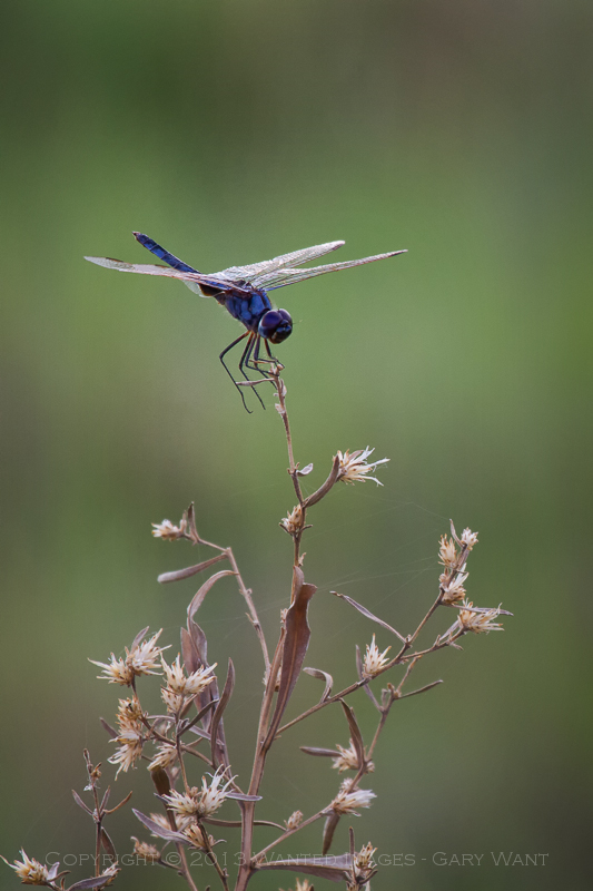 One of the many dragon flies captured while in Africa.