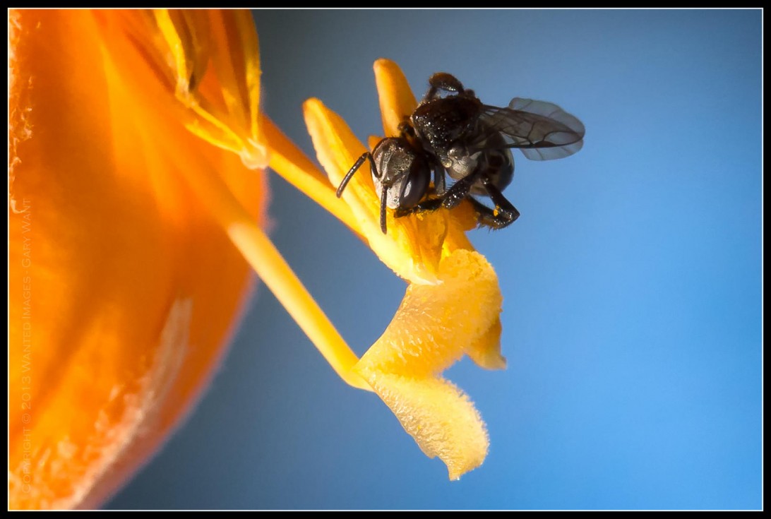 A small (5mm) Australian Stingless Bee rests on an Orange Trumpet Vine flower.