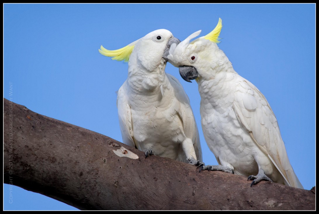 Male and female cockatoos grooming.