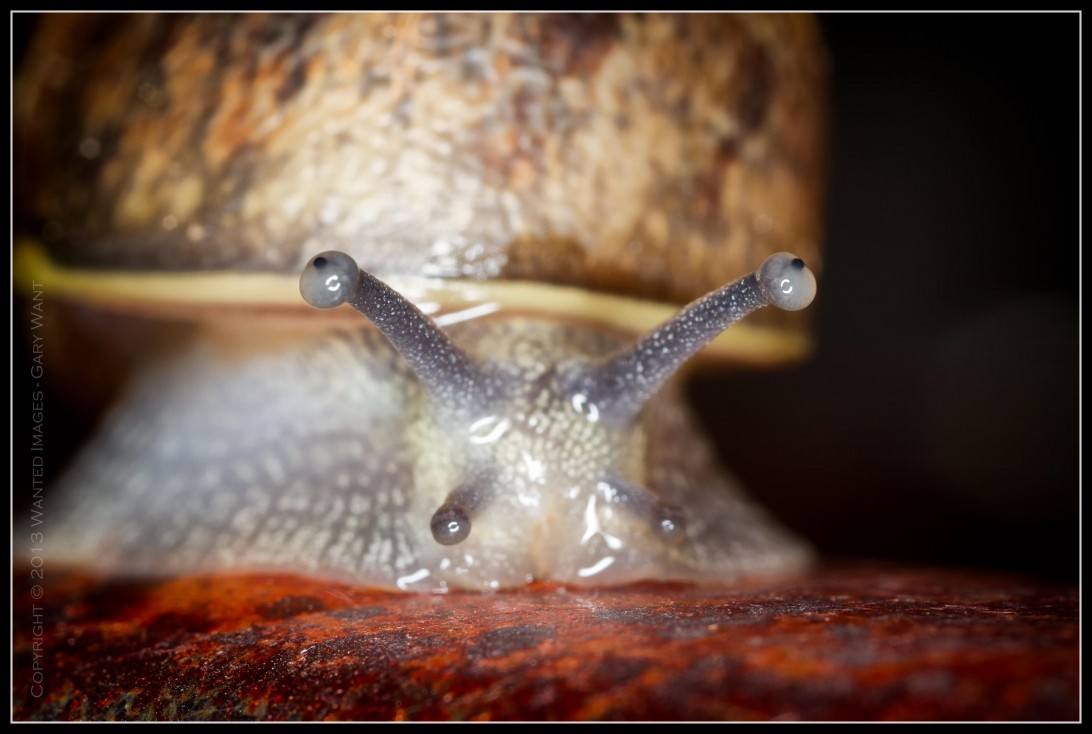 Taken with the Canon MP-E65mm macro lens this snail takes a morning glide.