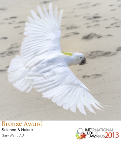 2013 Loupe awards Bronze